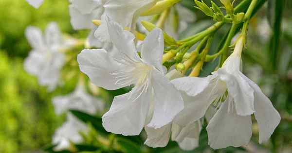 9 das melhores variedades de arbustos oleandros para crescer em seu jardim