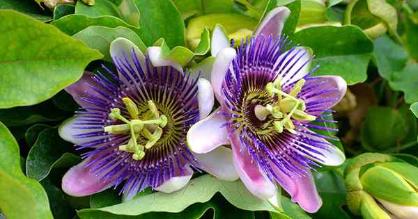 17 des meilleures espèces et hybrides de fleur de passion pour pousser à la maison