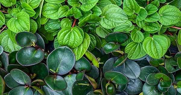 17 des meilleures espèces de Peperomia à pousser à la maison