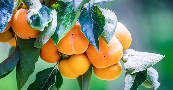 15 jenis persimmon Asia terbaik