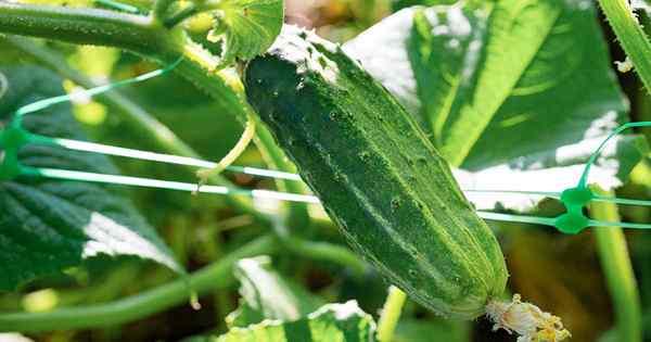 21 des meilleurs concombres de décapage pour pousser dans votre jardin