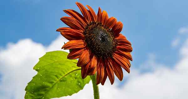 9 Los girasoles populares sin polen para crecer en su jardín