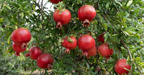9 der besten Granatapfelsorten, um zu Hause zu wachsen