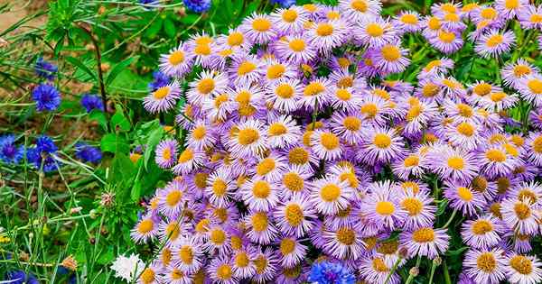 11 das melhores variedades de Aster Roxo