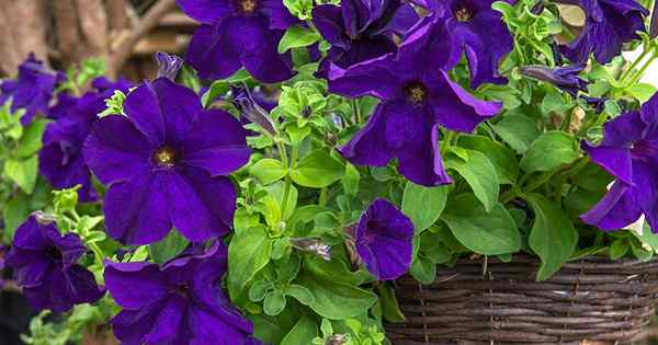 19 des meilleures variétés de pétunia violet