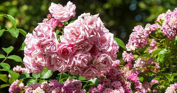 19 de las mejores flores de nueva marcha durante meses de color