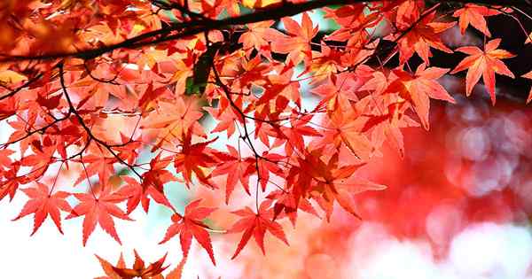 11 maple Jepun merah terbaik untuk taman anda