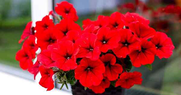 17 des meilleurs pétunias rouges pour votre jardin
