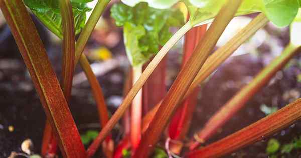 13 de las mejores variedades de ruibarbo para el jardín