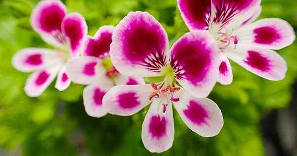 15 der besten Duft -Geranium -Sorten