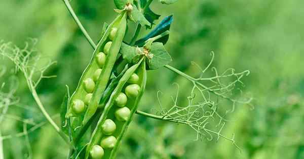 17 de las mejores variedades de guisantes para crecer en su jardín