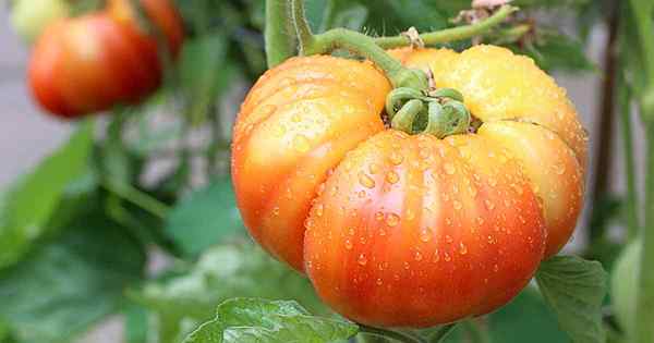 23 des meilleures tomates tranchantes pour pousser dans votre jardin