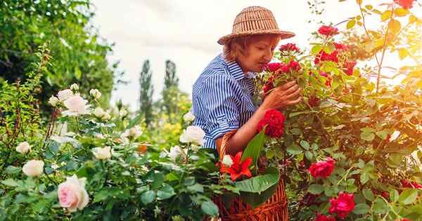 25 der meistverrückten Rosen, um Ihren Garten zu bereichern