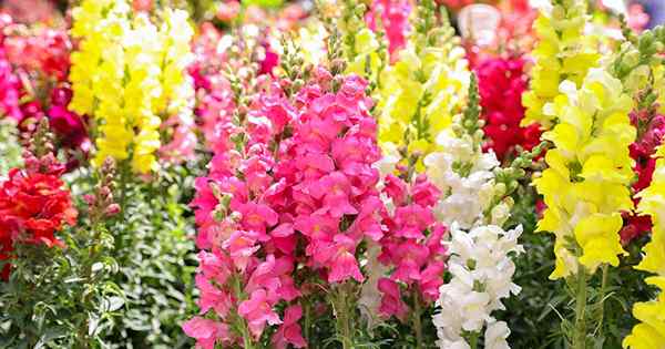 23 varietas snapdragon terbaik untuk tumbuh di rumah