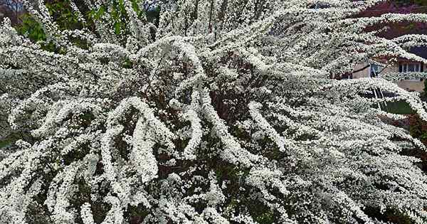 9 jenis pokok renek spirea terbaik untuk taman anda