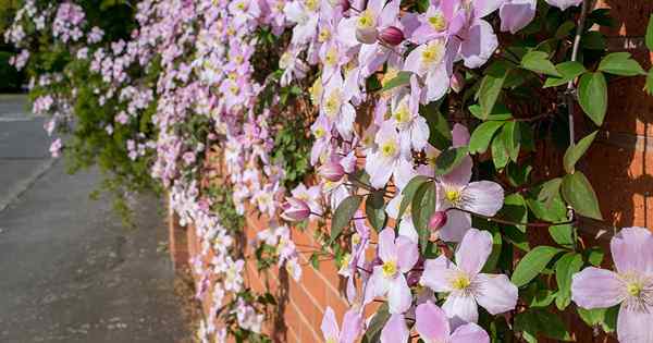 13 de las mejores variedades clemáticas de floración de primavera (Grupo 1)