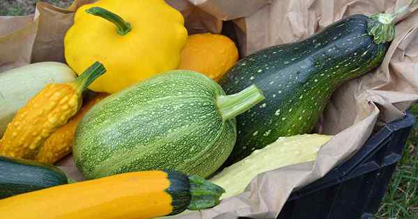 21 de las mejores variedades de squash de verano para su jardín