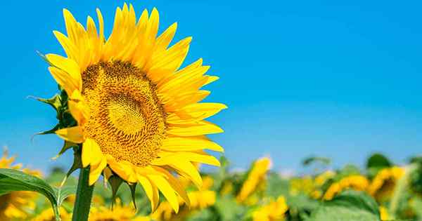 Aquí viene el sol 15 variedades populares de girasol