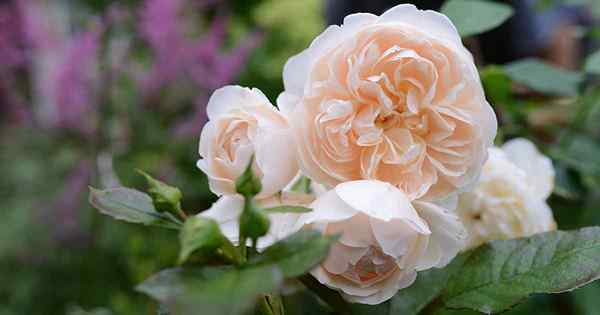 29 Rosen mit wenigen oder ohne Dornen für Ihren Garten