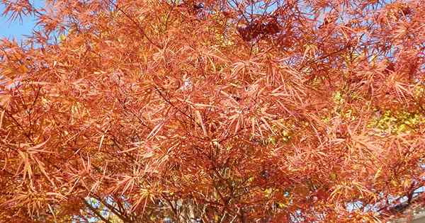 13 der besten Bäume und Sträucher für die orangefarbene Herbstfarbe