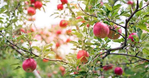 19 odmian jabłoni, które odrzucą twoje skarpetki