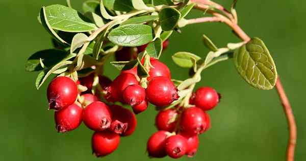 Mais de 9 dos melhores tipos de cranberries para o seu jardim