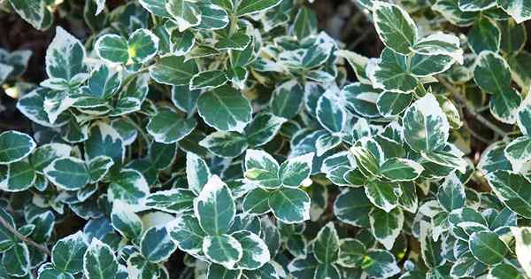 11 tipos de euonymus escolhendo as melhores plantas para o seu jardim