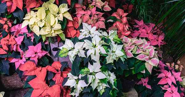 35 cultivars de poinsettia préférés pour votre maison