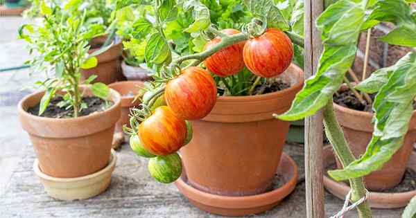 11 de las mejores verduras para crecer en macetas y contenedores