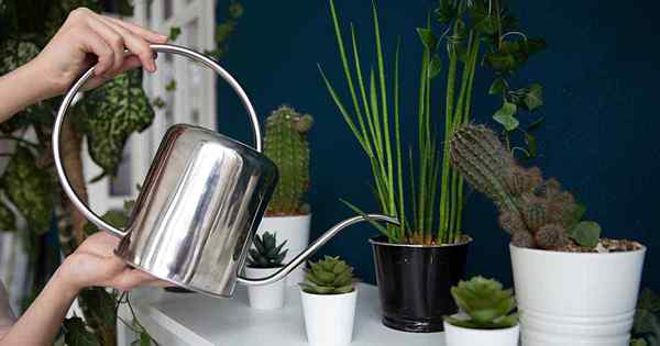 9 das melhores latas de rega para cuidados com as plantas domésticas