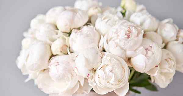 13 des meilleures variétés de pivoine blanches pour grandir à la maison