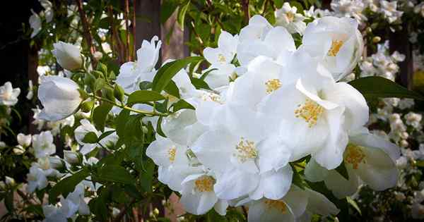 17 des meilleures variétés de roses blanches pour le jardin