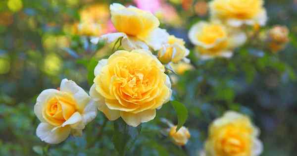 13 des meilleures variétés de roses jaunes pour ajouter le soleil à votre jardin