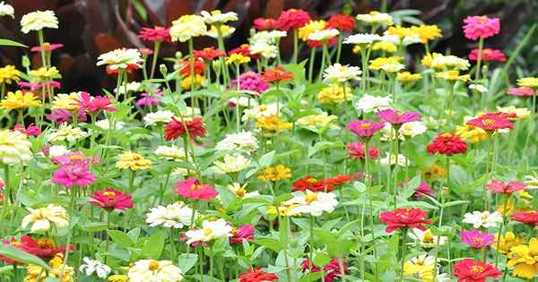 15 der besten Zinnia -Sorten, um im Garten zu wachsen