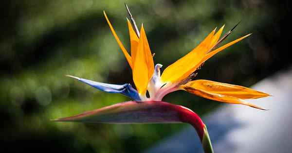 Comment identifier et contrôler l'oiseau des paradis nuisibles