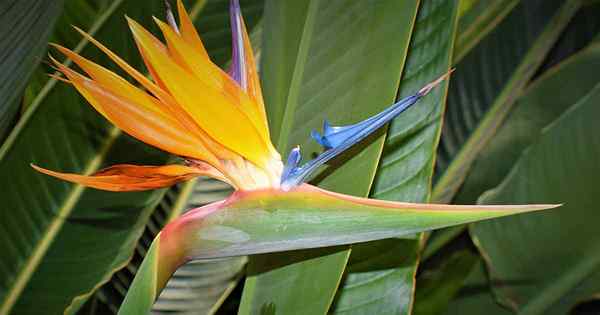 Mengapa Burung My Bird of Paradise Mengubah Kuning?