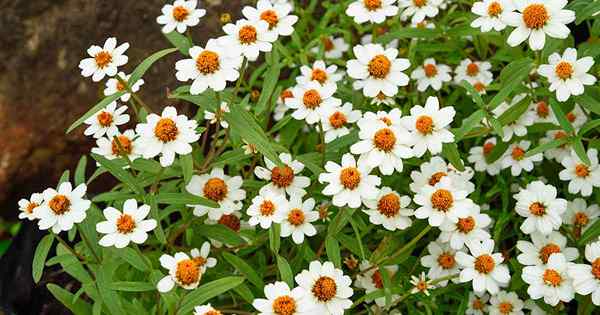 Cómo cultivar Blackfoot Daisy