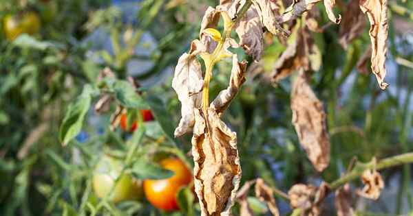 Como prevenir, identificar e tratar a queima dos tomates