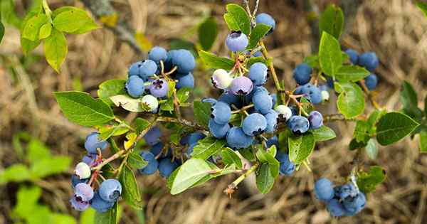 Cara Mengenalpasti dan Mengurus Perosak dan Penyakit Blueberry Biasa