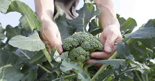 Bouton de brocoli ce qui cause plusieurs têtes minuscules?