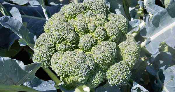 Pourquoi mon brocoli a-t-il des têtes lâches et amères?