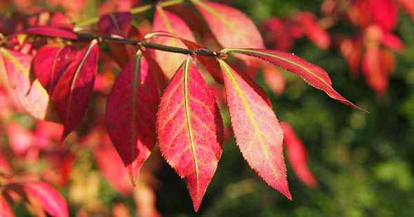 7 raisons pour lesquelles votre buisson brûlant peut ne pas devenir rouge