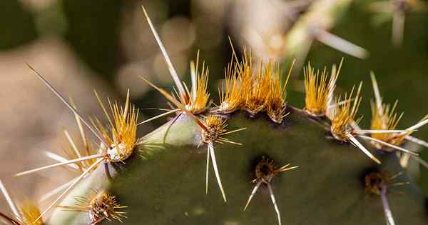 ¿Qué son las espinas de Cactus Glochid??