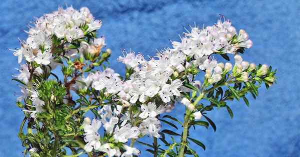 Descubre lo desconocido Grow Calamint