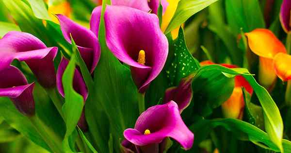 Calla Lily Hardiness wird im Frühling zurückkommen?