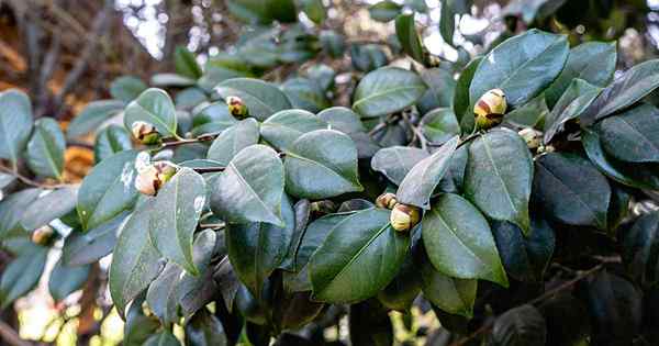 Como identificar e gerenciar ácaros nas plantas de Camellia