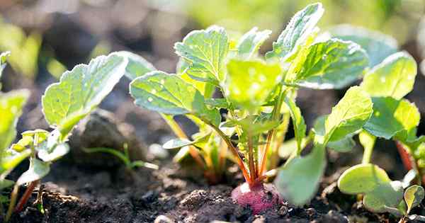 ¿Puedes comer verduras de rábano?? Cómo usar hojas de rábano