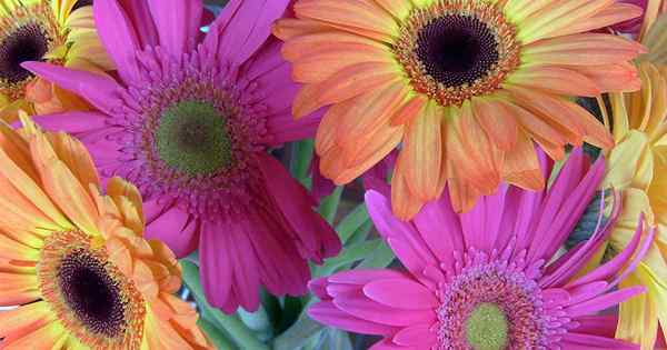 Cara Menumbuhkan Cape Marigolds (Daisies Afrika)