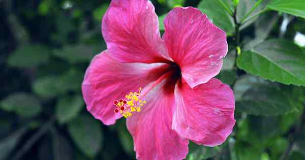 Comment identifier et contrôler les chenilles sur l'hibiscus tropical