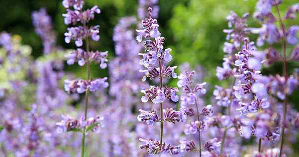 Catnip vs. Catmint - Apa bedanya?